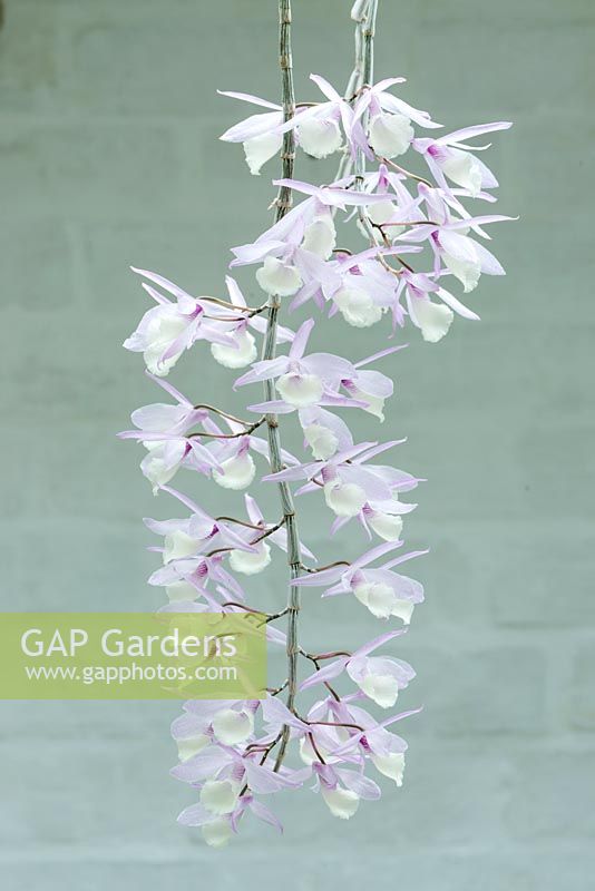 Dendrobium aphyllum syn. Dendrobium pierardii - scented orchid showing pendulus flowering stems. June