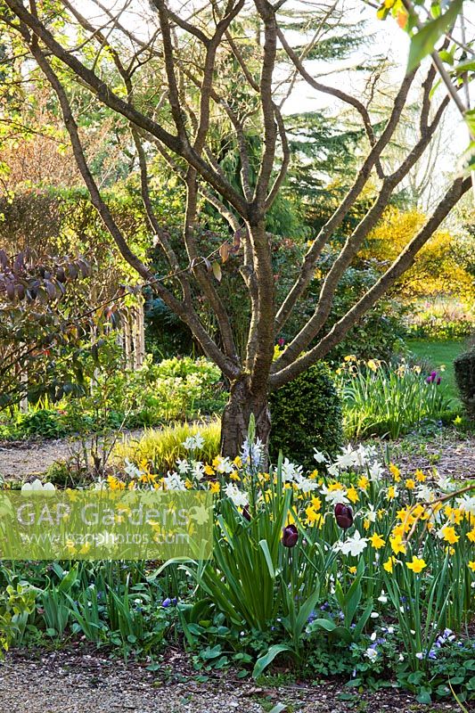 Spring bulb meadow of Tulipa 'Golden Apeldoorn' Tulipa 'Queen Of Night'  and Daffodils, April