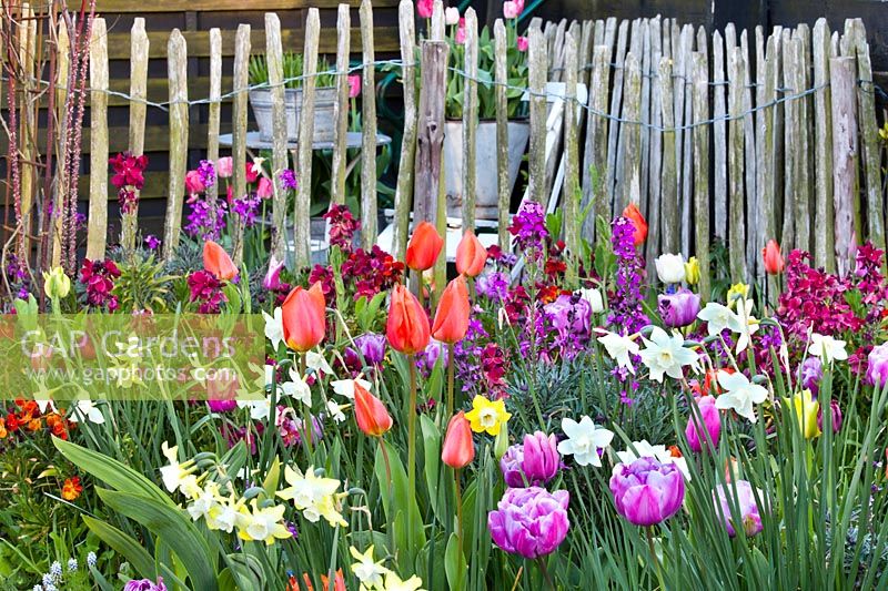 Spring border of tulips Tulipa 'Giant Orange Sunrise' and Tulip 'Blue Diamond', Narcissus 'Pipet', Cheiranthus cheirii 'Progress' and Erysimum 'Bowles's Mauve', April.