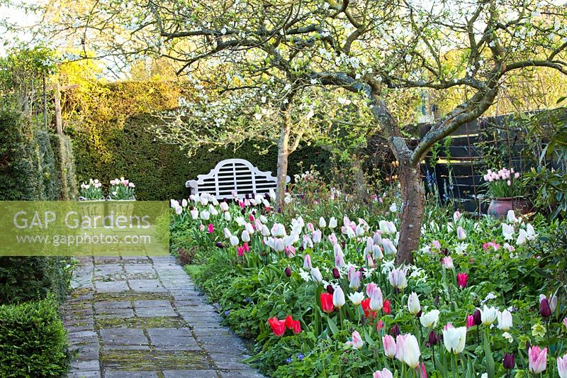 Apple trees underplanted with tulips  Tulipa 'Flaming Purissima', Tulipa 'Queen Of Night' and Daffodils, April.