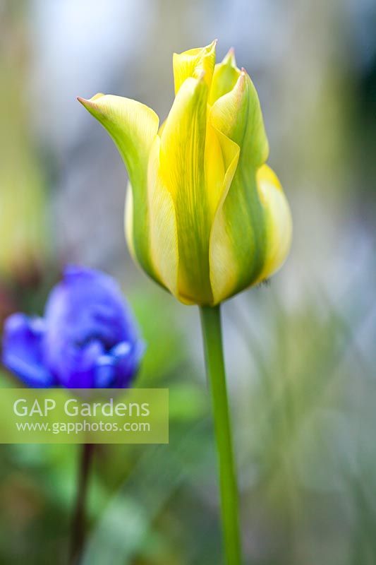 Tulip 'Spring Green', April.
