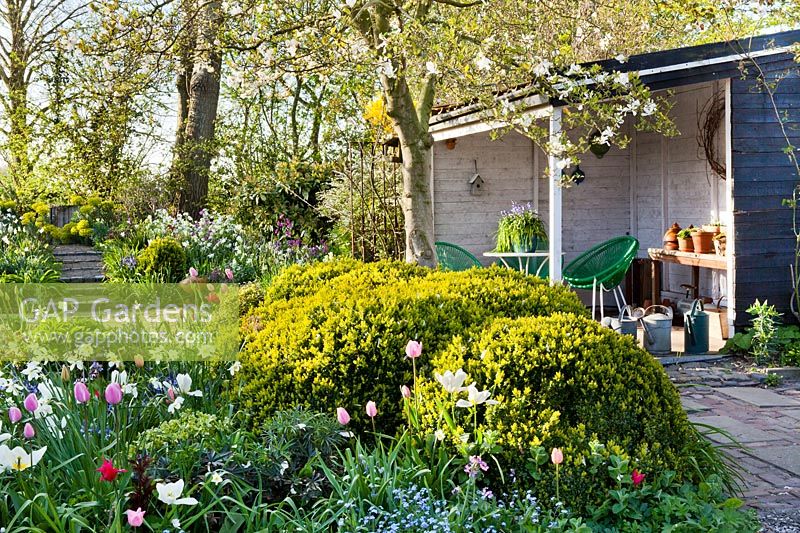 Spring garden with tulips, daffodils, forget me nots and box topiary under a magnolia tree. Thea Maldegem garden