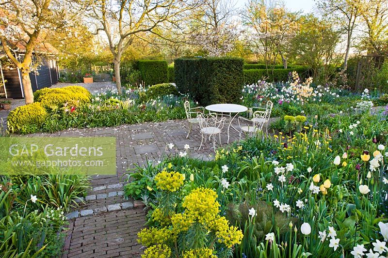 Patio surrounded with spring borders of tulips, daffodils, Mediterranean spurge, lunaria - honesty, forget me nots and hellebores. Thea Maldegem garden