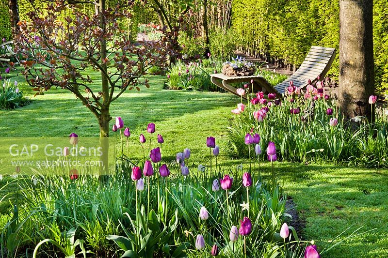 Garden in spring with tulip borders and la ounger. Tulip 'Don Quichotte' and  Tulip 'Mistress', April.