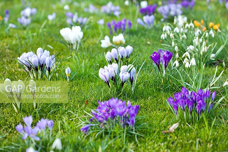 Early spring blooms - Galanthus nivalis, Crocus 'Pickwick' and Crocus vernus 'Grand Maitre', March