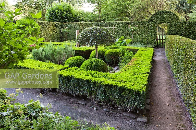 Hedging, herbs and topiary. Dina Deferme garden, July. 