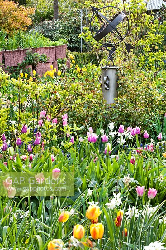 Mixed border of tulips and daffodils. Tulipa 'Ballade'.