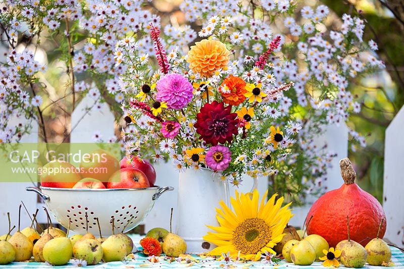 Harvest and jug of autumn flowers, Dahlia, Zinnia, Rudbeckia triloba, Cosmos, Asters and Persicaria, October.