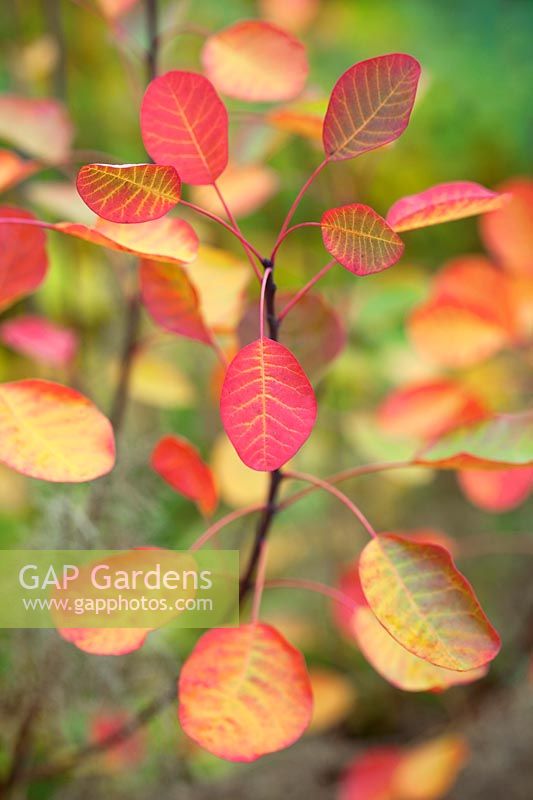 Leaves of Cotinus coggygria 'Pink Champagne', November.