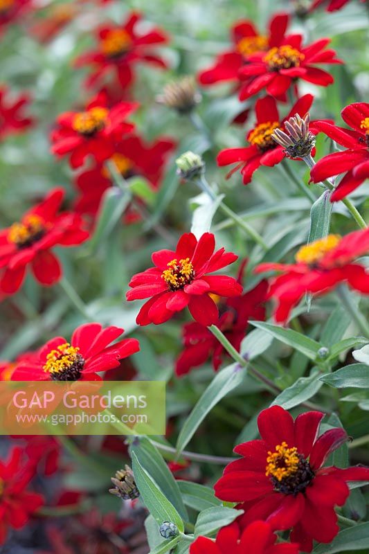 Zinnia 'Profusion Red', August.