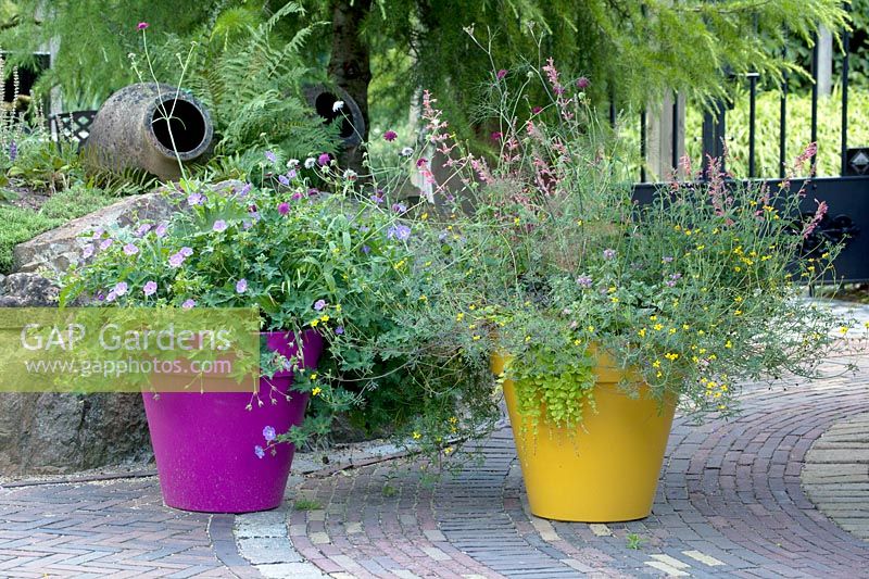 Yellow and pink flower pots filled with Camanula and Astrantia, June.