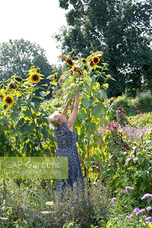 Marjolijn Fliek removing seeds from sunflower for bouquets.