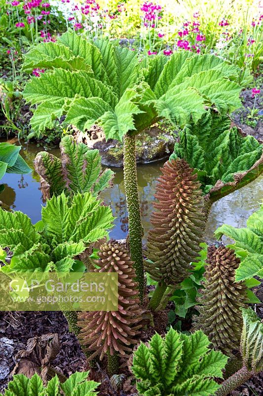 Gunnera manicata flower heads and young leaves