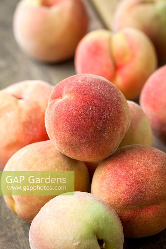 Peach 'Peregrine' - Prunus persica 'Peregrine' AGM