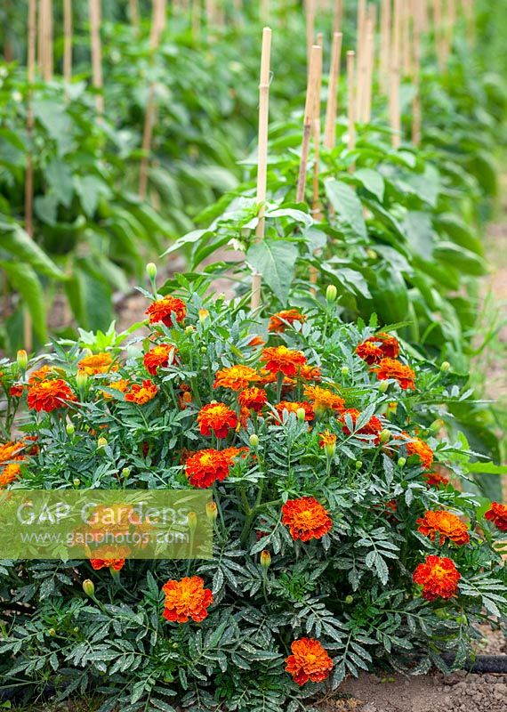 Marigolds planted with peppers. Companion planting.