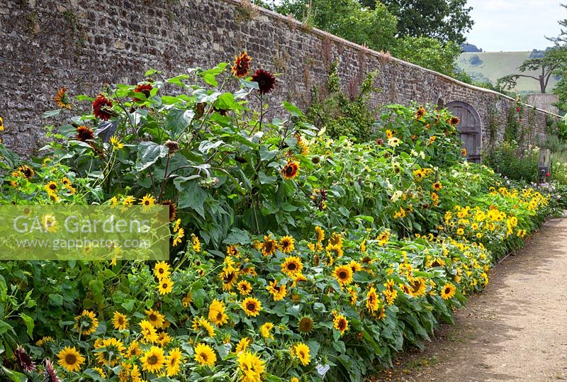 The sunflower trial border at Parham House