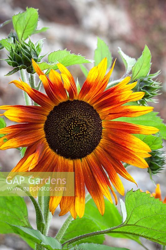 Helianthus annuus 'Ruby Sunset' - Sunflower