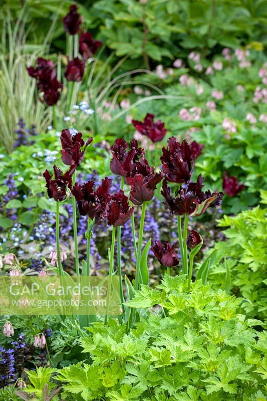 Tulipa 'Black Parrot' with Dicentra 'Stuart Boothman' and Ajuga reptans 'Catlin's Giant' in the borders at Pettifers