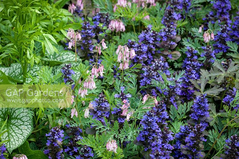 Dicentra 'Stuart Boothman' with Ajuga reptans 'Catlin's Giant' - Bugle