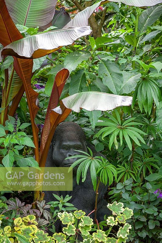 Tropical foliage border at John Massey's garden with gorilla sculpture. Includes Ensete maurelli - Ethiopian black banana -, Begonia luxurians -Palm leaf begonia - and variegated pelargonium