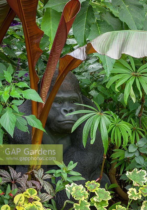 Tropical foliage border at John Massey's garden with gorilla sculpture. Includes Ensete maurelli - Ethiopian black banana, Begonia luxurians - Palm leaf begonia and variegated pelargonium