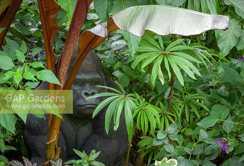 Tropical foliage border at John Massey's garden with gorilla sculpture. Includes Ensete maurelli - Ethiopian black banana and Begonia luxurians - Palm leaf begonia