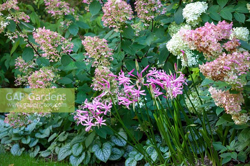 Nerine bowdenii planted at the front of a border with Hydrangea paniculata 'Limelight' and Hydrangea paniculata Vanille Fraise - 'Renhy'