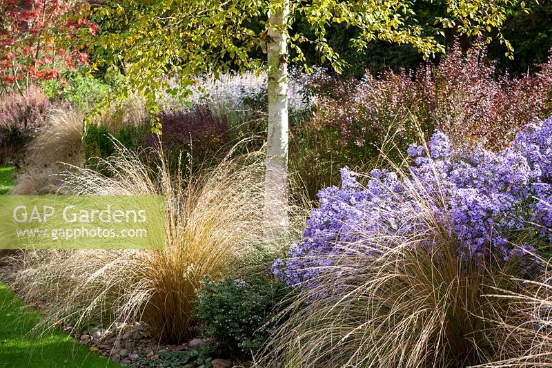 Autumn border at Ashwoods with Chionochloa rubra - Red tussock grass and Aster 'Little Carlow' - cordifolius hybrid -  under silver birch