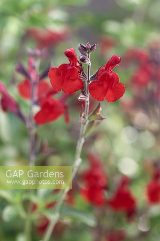 Salvia greggii 'Radio Red' - Radio Red Autumn Sage