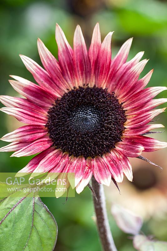 Helianthus annuus 'Ms Mars' - Sunflower