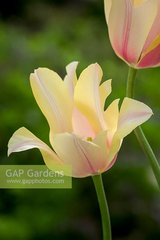 Tulipa 'Blushing Lady', May.