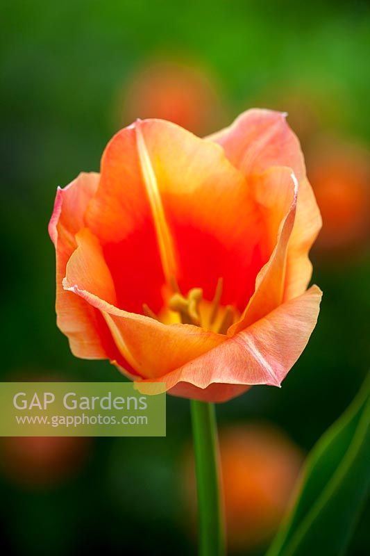 Tulipa 'Stunning Apricot', May.
