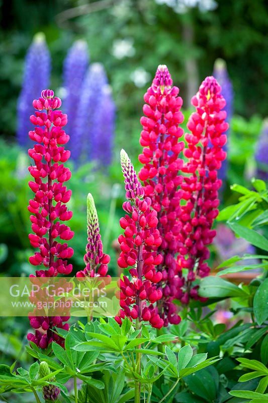 Lupinus 'The Page' Band of Nobles Series - Lupins, June.