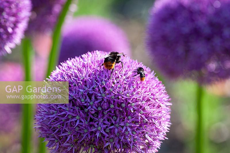 Bees on Allium 'Lucy Ball', June.