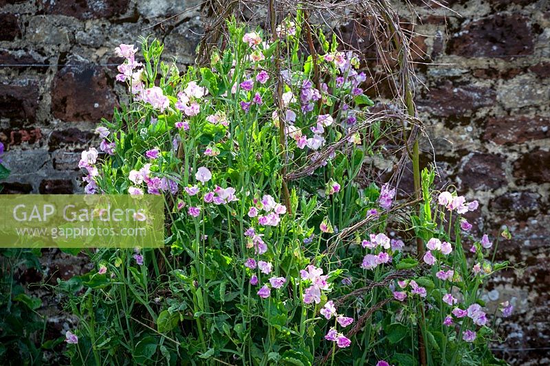 Lathyrus odoratus 'Lady Nicholson'- Sweet peas growing up birch support in  trials bed at Parham House, July.