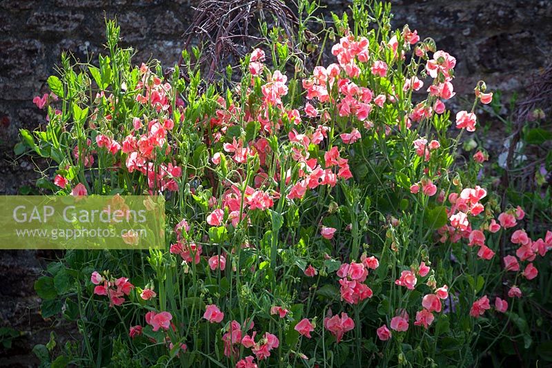 Lathyrus odoratus 'Maloy'- Sweet peas growing up birch support in trials bed at Parham House, July.