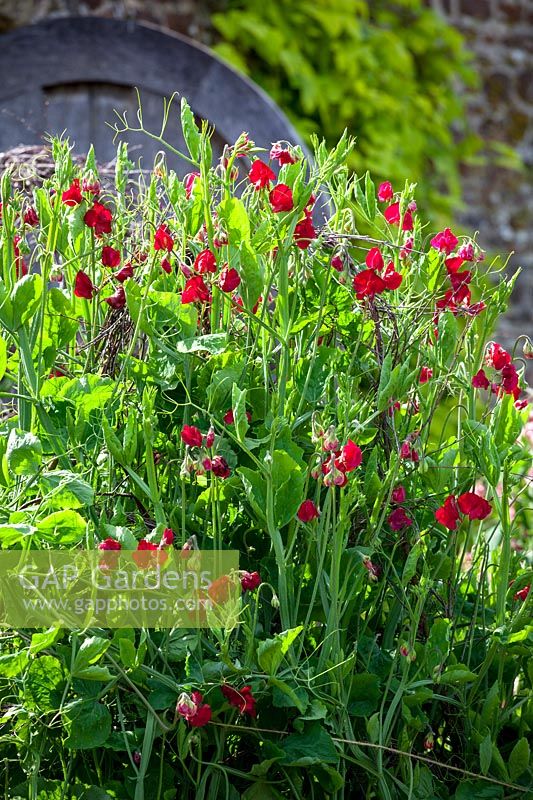 Lathyrus odoratus 'Bouquet Crimson'- Sweet peas growing in trials bed at Parham House, July.