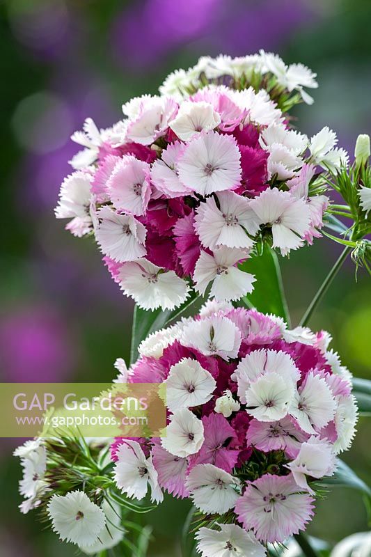 Dianthus barbatus F1 'Sweet Pink Magic'- Sweet William, July.