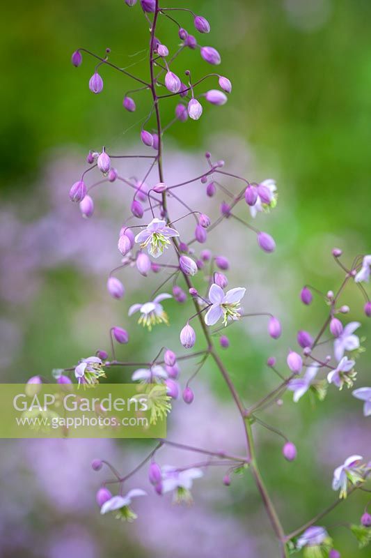 Thalictrum delavayi - Chinese meadow-rue, August.