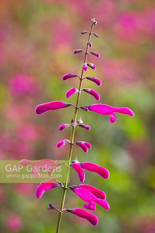 Salvia curviflora - Pink Tehuacan Sage, October
