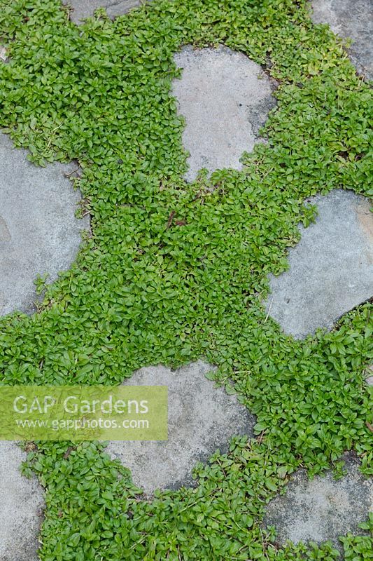 Pennyroyal growing between sandstone pavers as a deterrant against ants