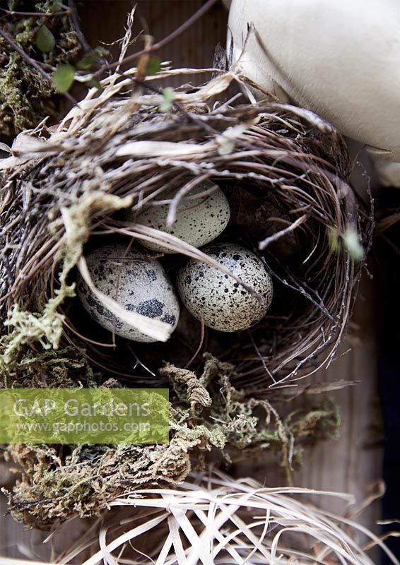Still life arrangement with nest of eggs