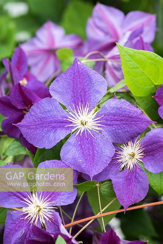 Clematis 'Star of India', a purple climber with red bar that fades through the season.