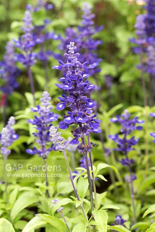 Salvia farinacea 'Midnight Candle', a mealy sage with deep purple flowers with white eyes.