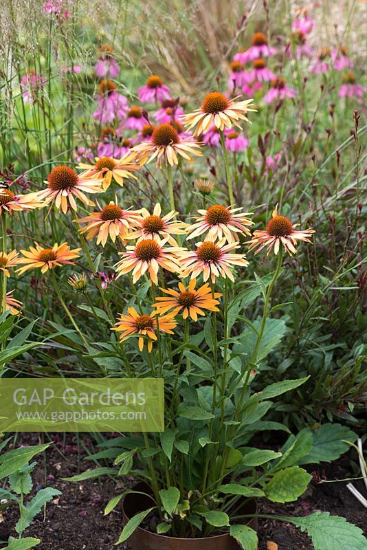 Echinacea Sunseekers Series Orange, a compact coneflower bearing many pinkish orange flowers from July. Loved by bees.