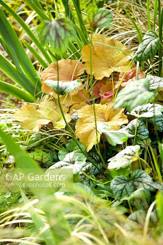 Heuchera 'Amber Wawes', Heucherella 'Kimono' and Acorus gramineus 'Ogon' -  Gaetano Zoccali garden. Milan. Italy