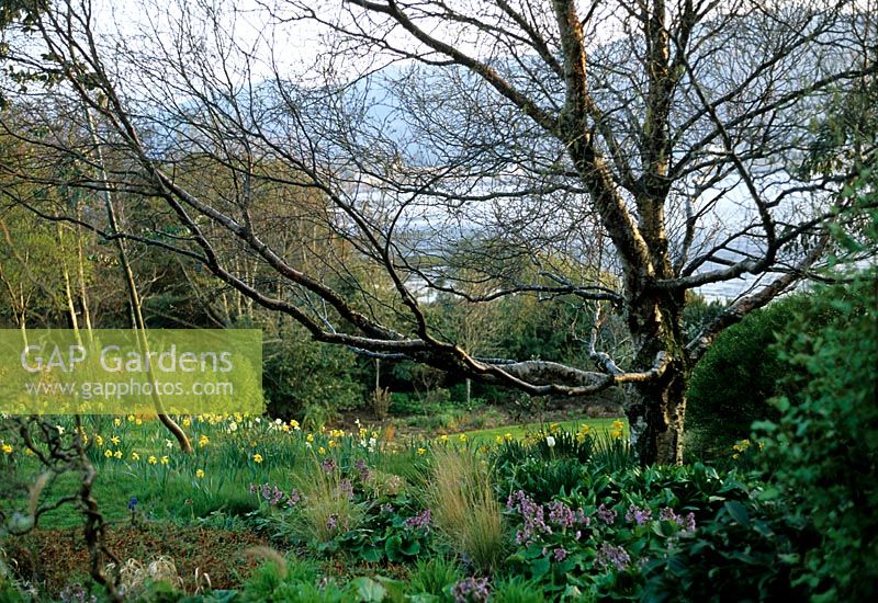 Narcissus planted near the entrance to Inverewe, Wester Ross, Scotland. Garden design by Sir Osgood Mackenzie.