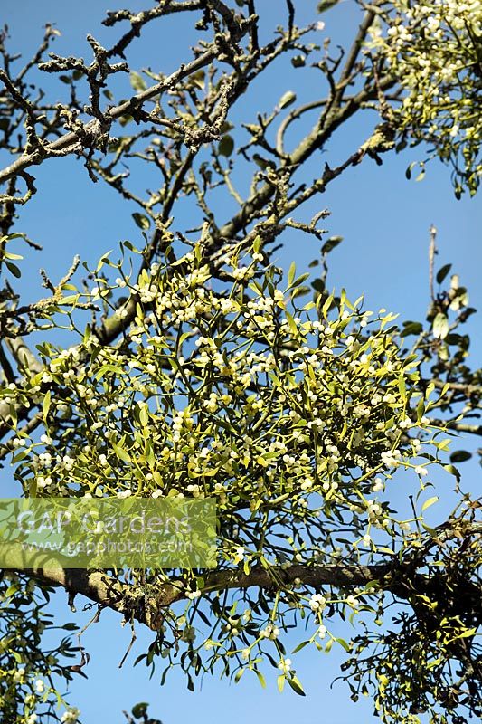 Viscum album - Mistletoe growing on old apple tree, November.