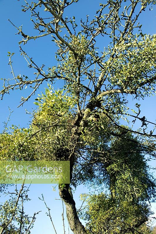Viscum album - Mistletoe growing on old apple tree, November.