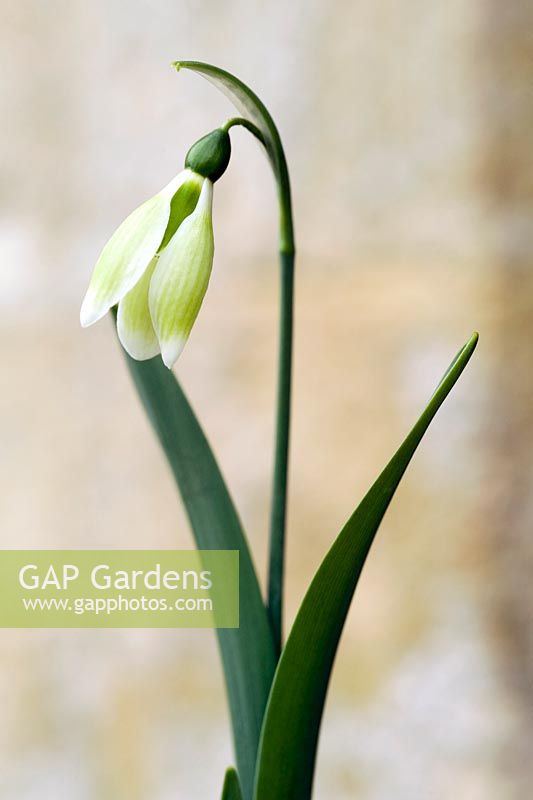 Snowdrop - Galanthus 'Margaret Biddulph', Colesbourne Park.